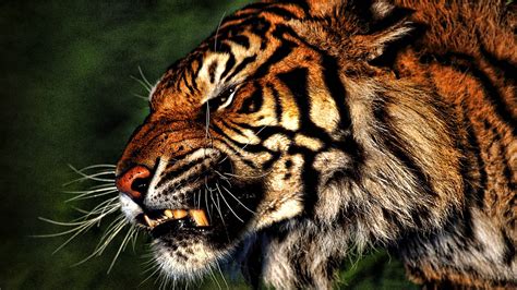 72 Wallpaper Iphone Tiger Hd Gambar Populer Terbaik Postsid