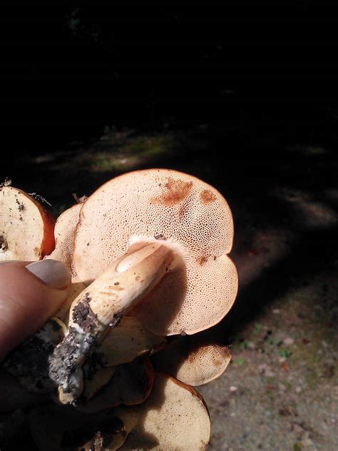 Orange Cluster Mushroom With Pores Mushroom Hunting And