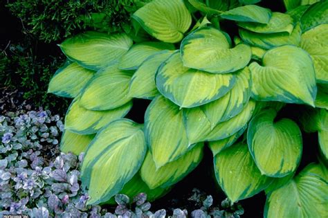 Hosta Varieties For Your Shade Garden Hgtv Hgtv Garden Garden Plants