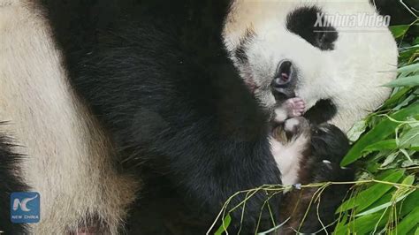 Captive Panda Pair To Be Released Into Wild Youtube