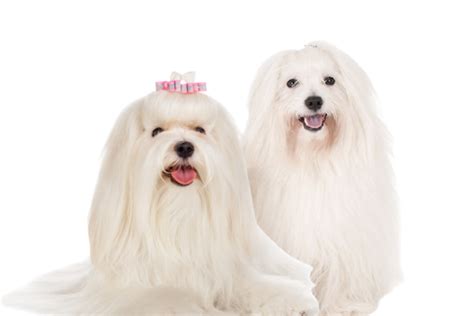 Maltese Vs Coton De Tulear How To Tell The Difference