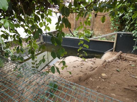 American Alligator Enclosure At Forest House Zoochat