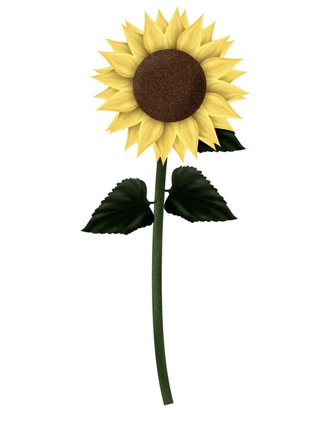 Sunflowers Png Clipart Png All Png All