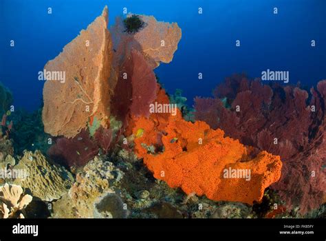 Massive Gorgonian Fan Corals And Bright Orange Sponge Stock Photo Alamy