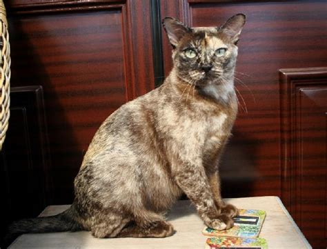 The burmese is a domestic breed of cat which originated in burma. B. Variations on Black (Chocolate, Cinnamon ...