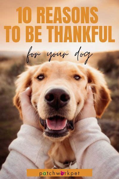 10 Reasons To Be Thankful For Your Dog Your Dog Dog Mom Humor Dogs