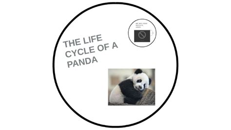 How To Draw A Life Cycle Of A Panda
