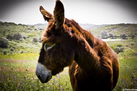 Equus Africanus Asinus Subspecies Burro De Miranda Flickr