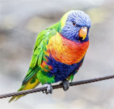 Colourful Australian Rainbow Lorikeet Stock Photo Image Of Parrot