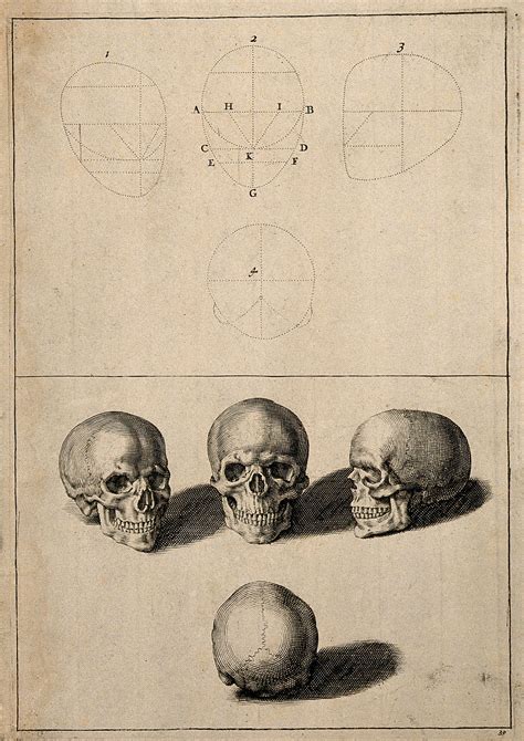 Skulls Above Diagrams Demonstrating The Proportions Of The Human