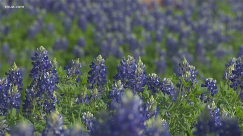 Want To Grow Bluebonnets In Your Yard Heres How