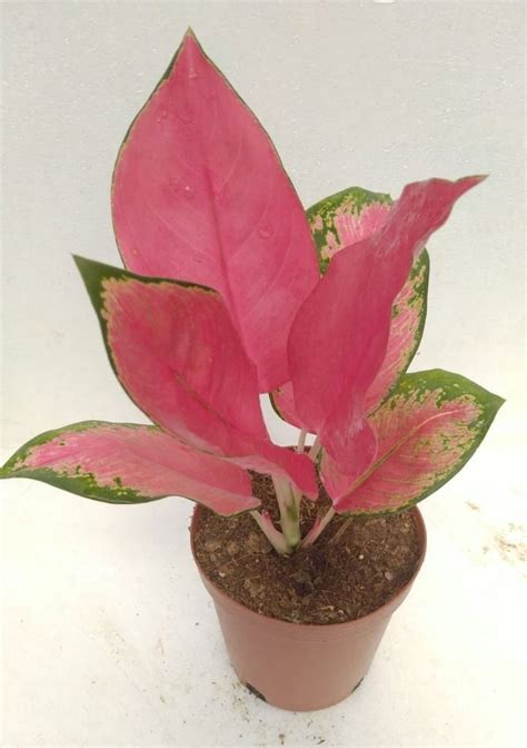 Well Watered Pink Imported Aglaonema Lady Valentine Plant For Garden