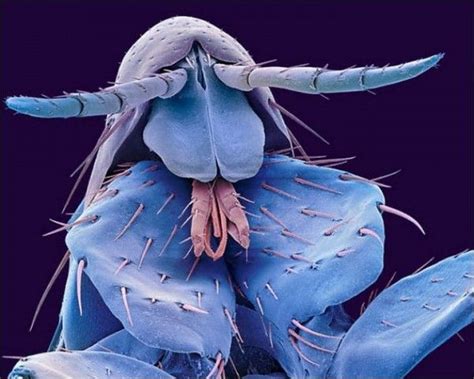 Insect Sem Photographs Microscope Pictures Scanning Electron Microscope Macro Fotografie