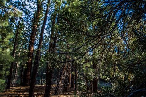Pine Trees In Forest Early Morning Slanted Sunlight Stock Image Image