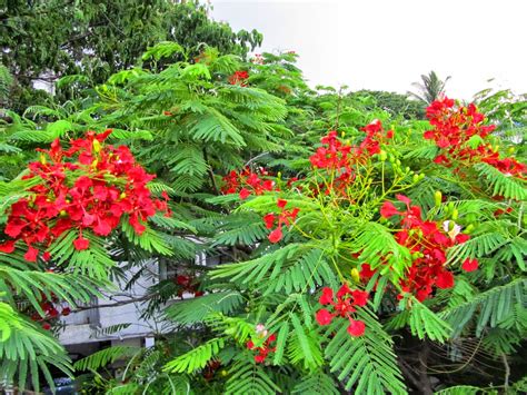 Hours may change under current circumstances World of Colors: Gulmohar Flowers