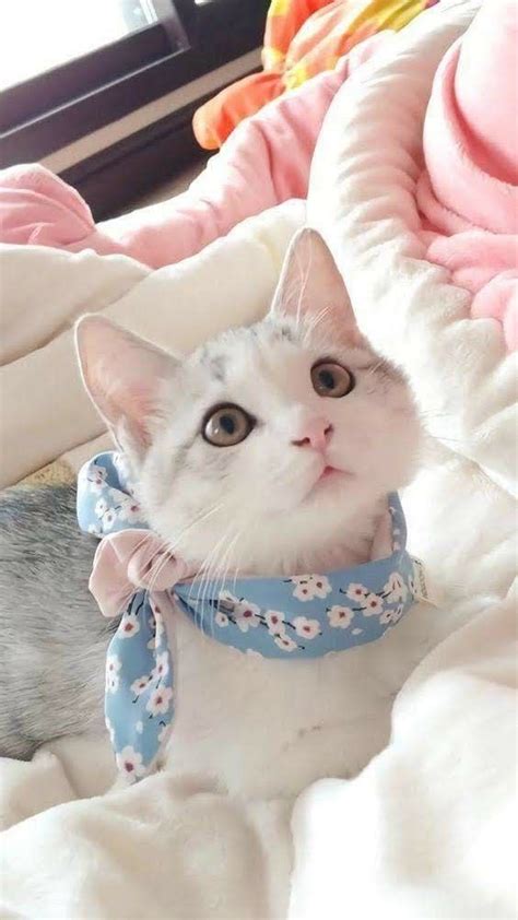 Beautiful White Cat 😊 Whitecat Beauty Whitekitty
