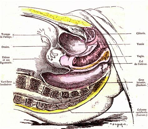 Female Pelvic Organs Anatomy Photograph By Collection Abecasis Science