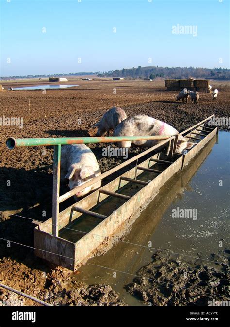 Pigs Feeding From Trough Stock Photo Alamy