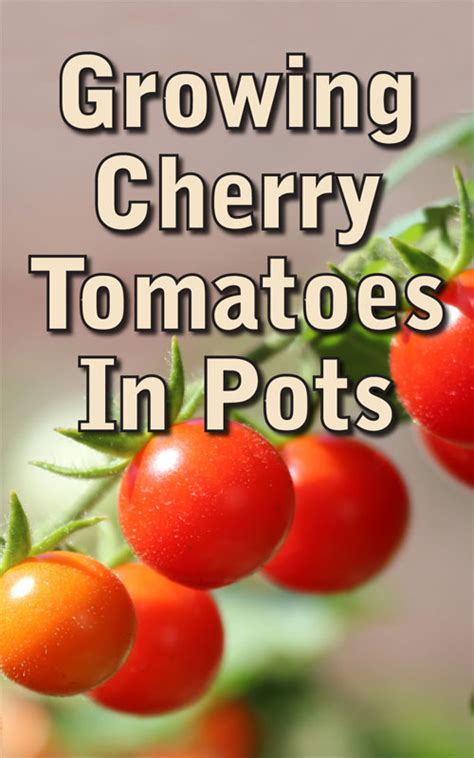 If your sunburn is recent and not blistering or peeling, rubbing a slice of tomato on it can lessen the redness. Growing Cherry Tomatoes in Pots is Perfect for Everyone ...