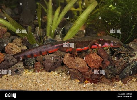 Colorful Male Japanese Fire Bellied Newt Cynops Pyrrhogaster Stock