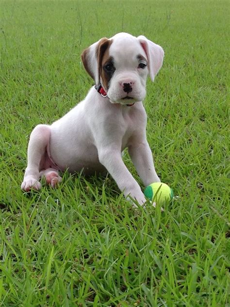 White Boxer Puppy White Boxer Puppies White Boxers Boxer Puppy Baby