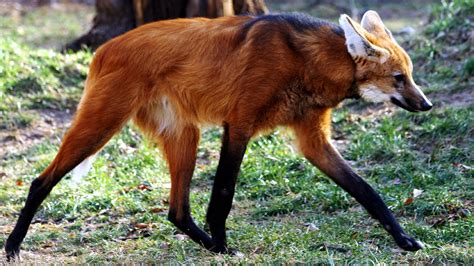 Maned Wolf Hd Wallpaper Background Image 1920x1080