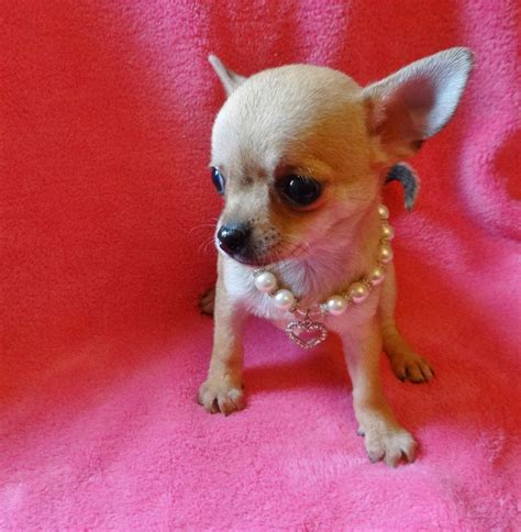67 Chihuahua Puppy For Sale In Nj Image Bleumoonproductions
