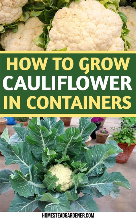 Growing Cauliflower In Containers Or Pots Is Easy If You Grow Through