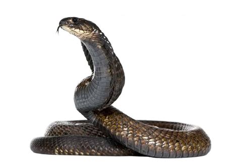 Snake Profile Egyptian Cobra Asp Snake Photos