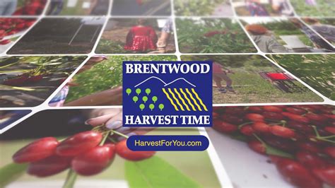 Harvest Time U Pick Season In Brentwood Ca Youtube