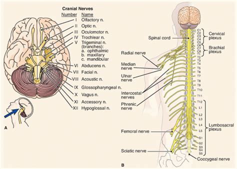 Peripheral Neuropathies Nurse Key