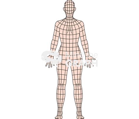 Female Human Body 300 Quadrants Anatomic Back
