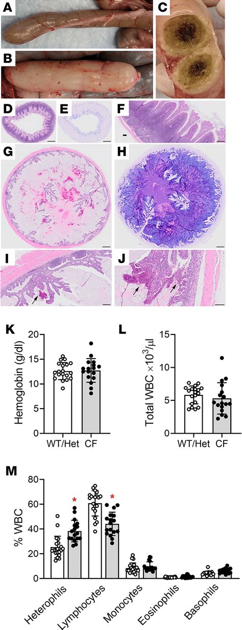 Evidence Of Systemic Inflammation In Cf Rabbits A C Representative