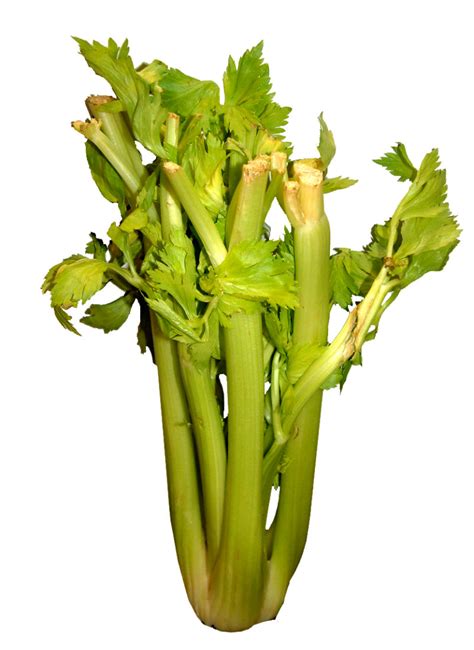 Celery: a Superfood Packed With Vitamins and Minerals - Juice Health ...