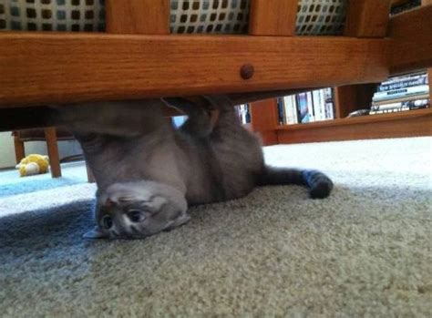 Ten Upside Down Cats Who Dont Know Which Way Is Up