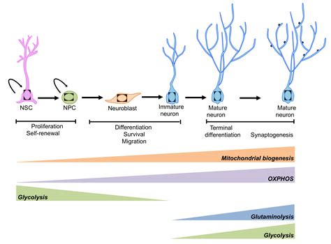 Ijms Free Full Text Regulation Of Adult Neurogenesis In Mammalian Brain