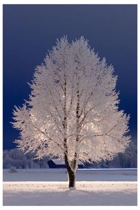 Snow White Tree ~beautiful Images~ Pinterest