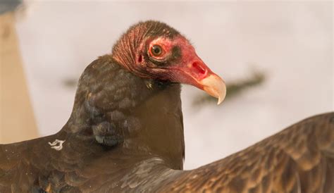 Amazing Species The Great And Gross Turkey Vulture Cleveland