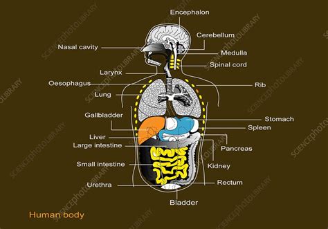 Anatomy Of Internal Organs Maps