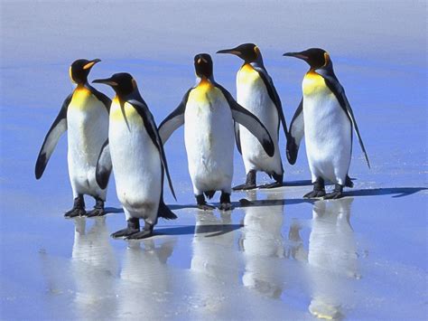 Penguin Pictures Hd Hd Animal Wallpapers