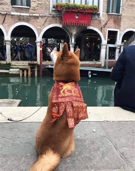 The Doge Of Venice Rpics