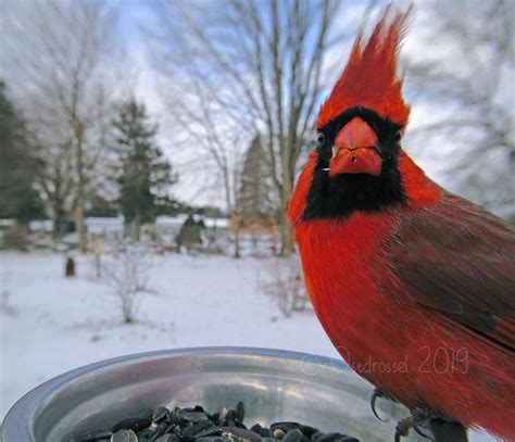 this woman set up a feeder cam for birds in her yard and the results are extraordinary 30 pics