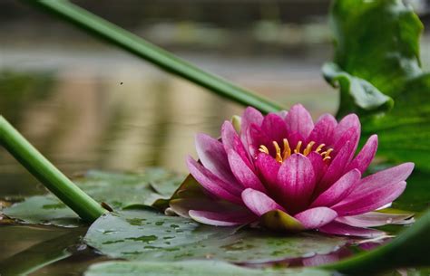 View Flowers Green Cute Desktop Images Nature