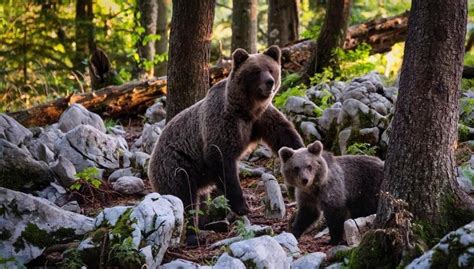 Canadian Rockies Adventure Travel Guide 2020 World Wild Hearts