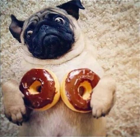 Funny Animal Pictures Of The Day - 22 Pics