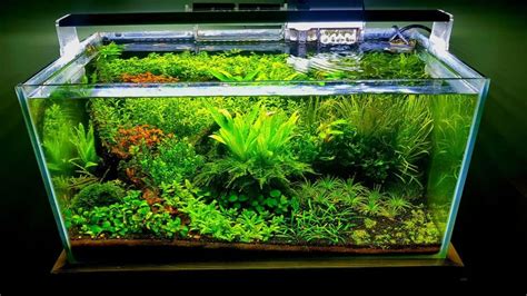 These are some tricks that might elude experienced and newbie fishkeepers alike. Aquascaping for Beginners: Step-by-Step Guide