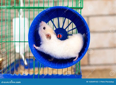 Hamster Running Stock Image Image Of Isolated Nose 163649163