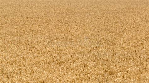 Golden Grain Stock Image Image Of Field Barley Yellow 37769387