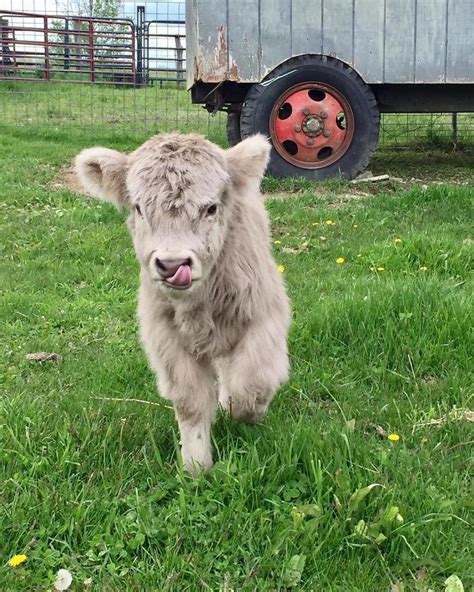 Cute Baby Cows Are Trending And One Look Is All It Takes To Fall In Love