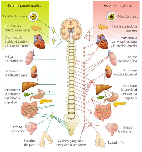 Arriba Foto Mapa Conceptual Del Sistema Nervioso Y Sus Funciones